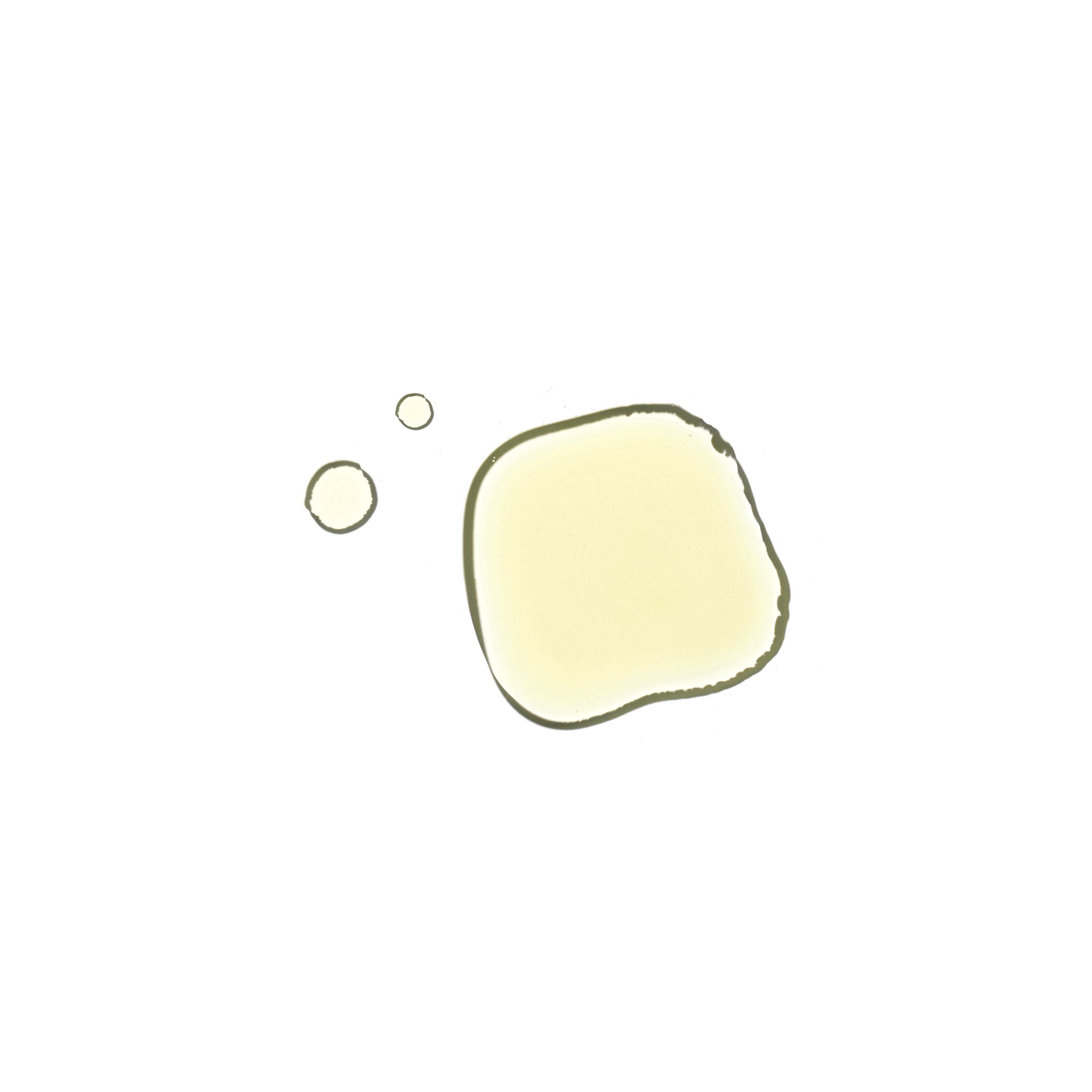 A single green leaf against a white background.