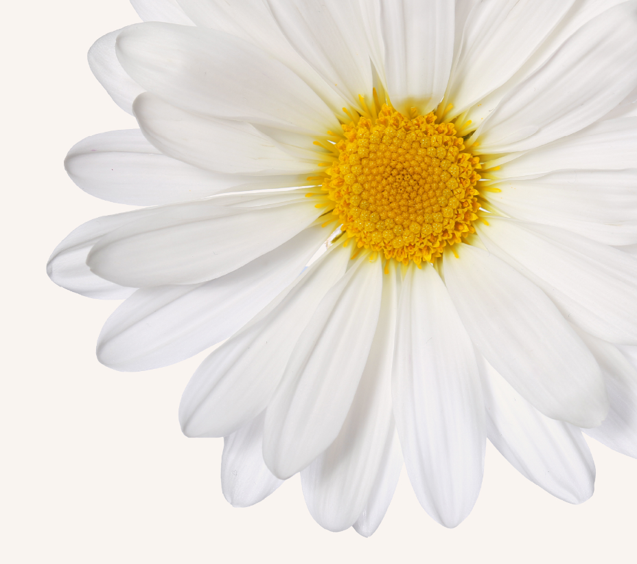 Gentle Chamomile-infused mineral skincare for soothing and relaxation.