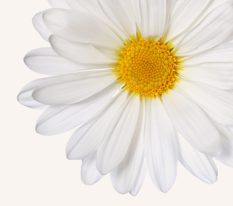 Gentle Chamomile-infused mineral skincare for soothing and relaxation.