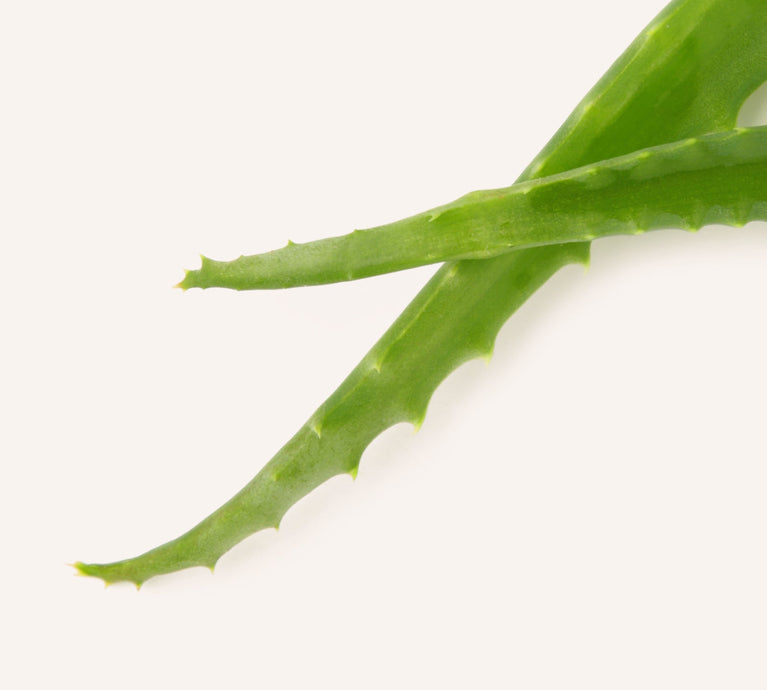 Soothing Aloe Vera and Dead Sea mineral body care for calm skin.