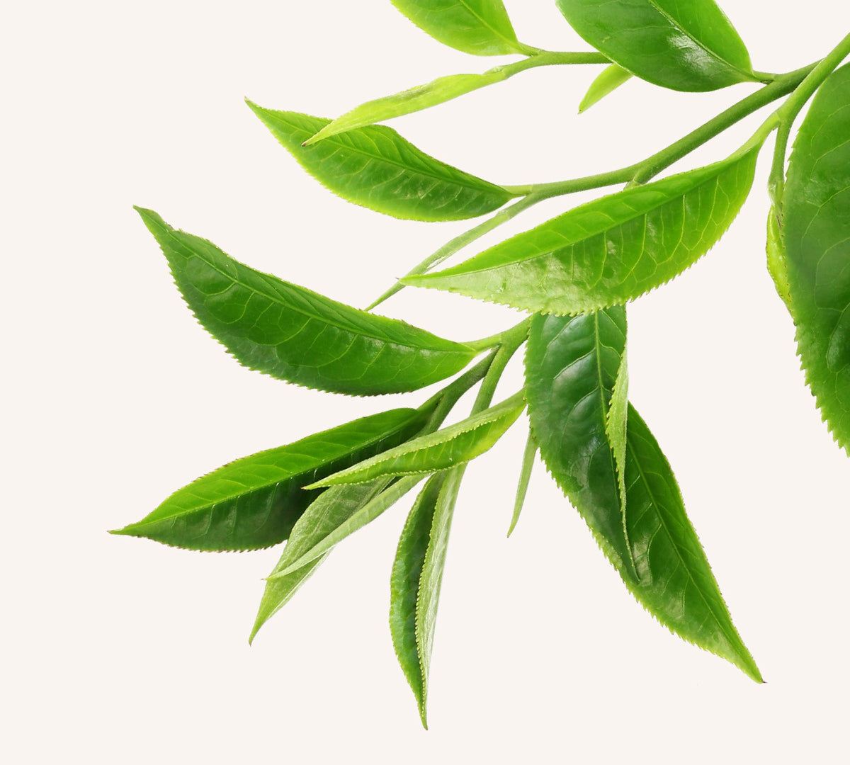Green Tea and Dead Sea mineral collection for antioxidant skin protection.