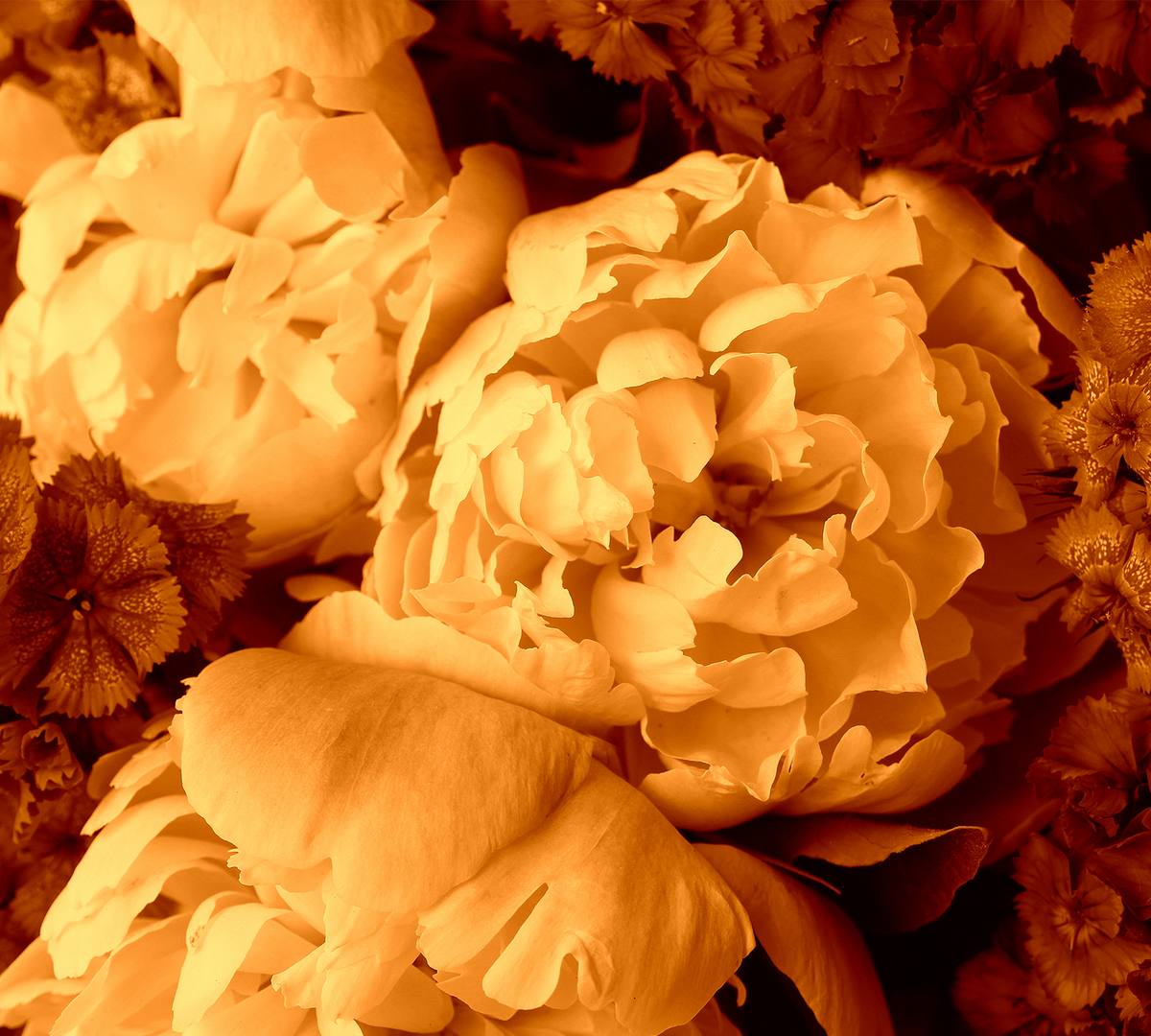 Amber Floral Transparent