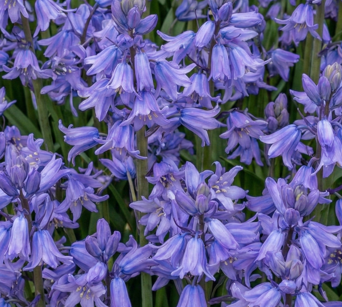 Allantoin
