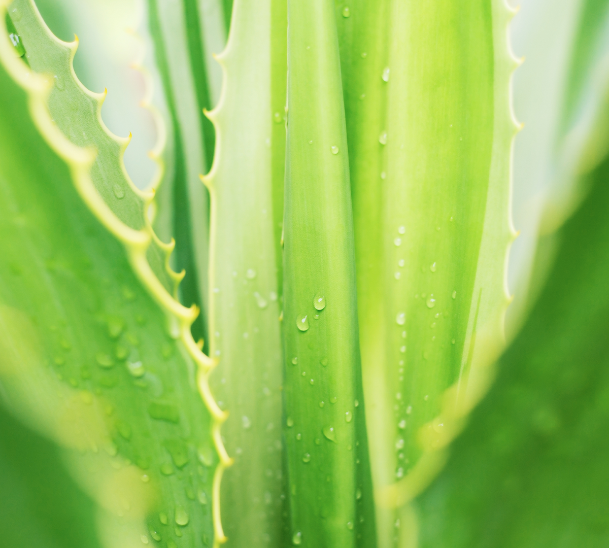 Aloe Vera