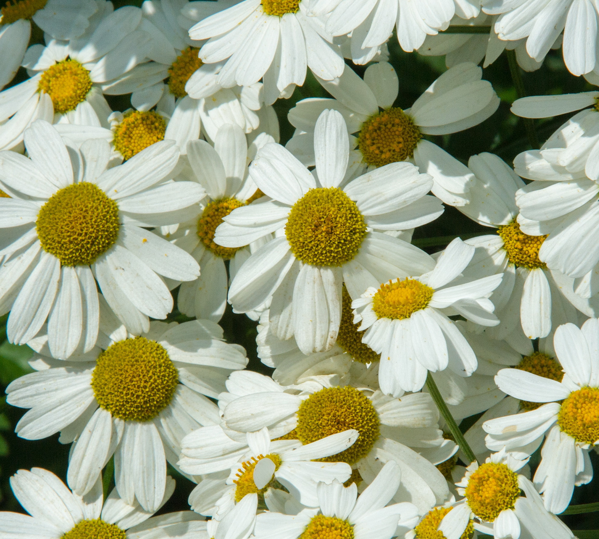 ABCD Anti-irritant and Anti-inflammatory Complex