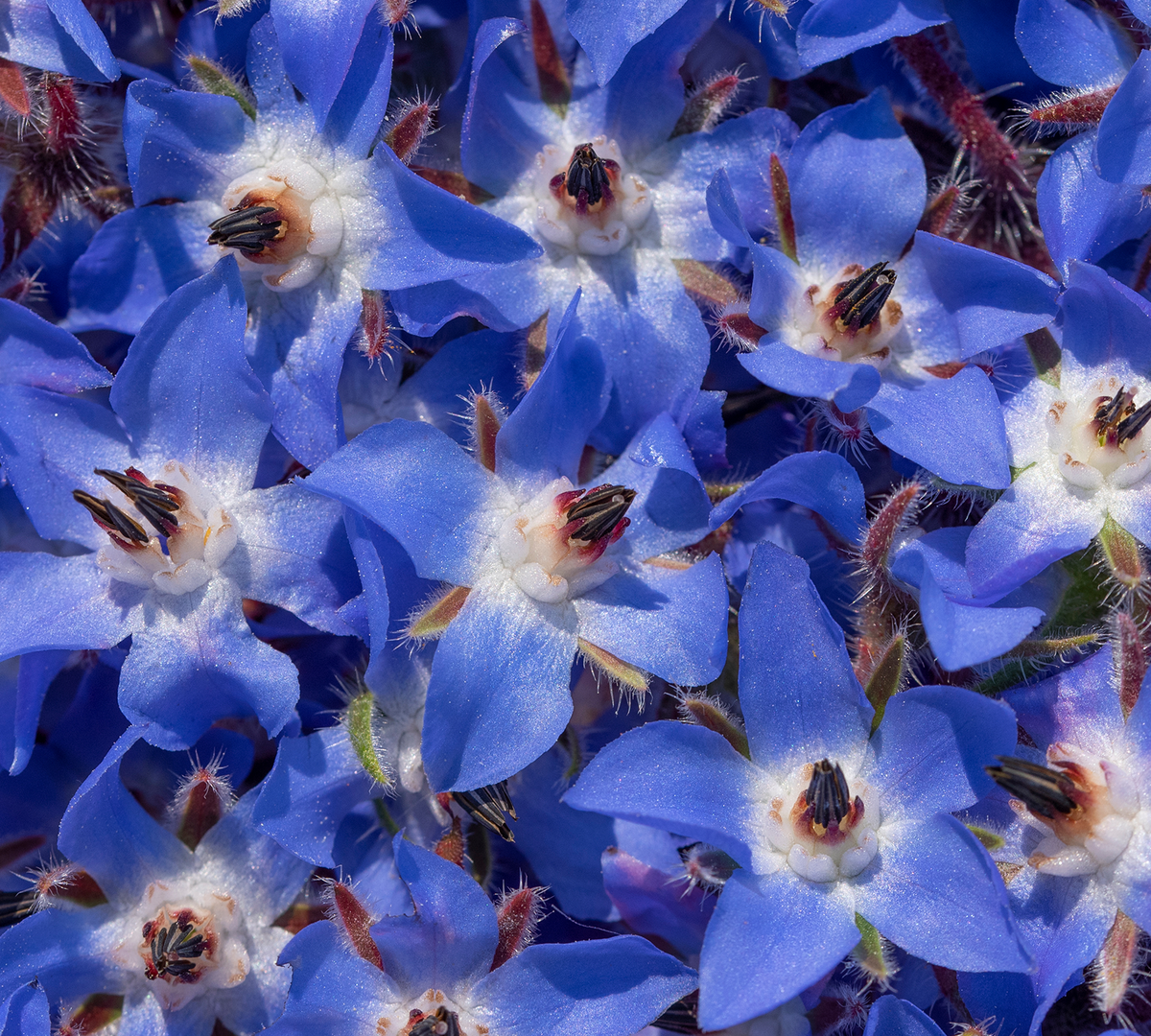 Borage Oil