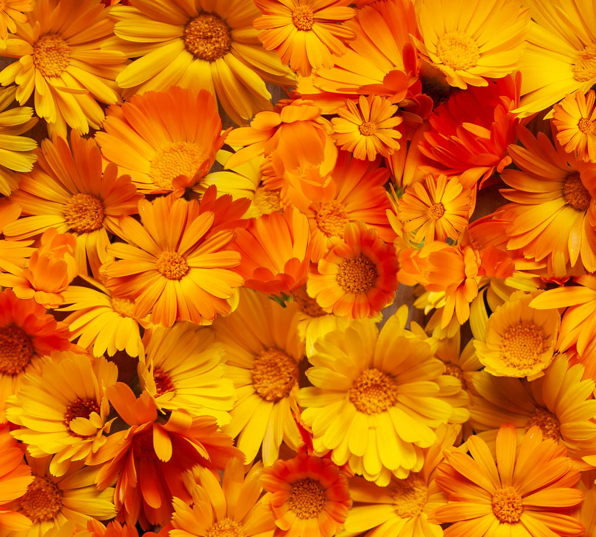 Calendula
