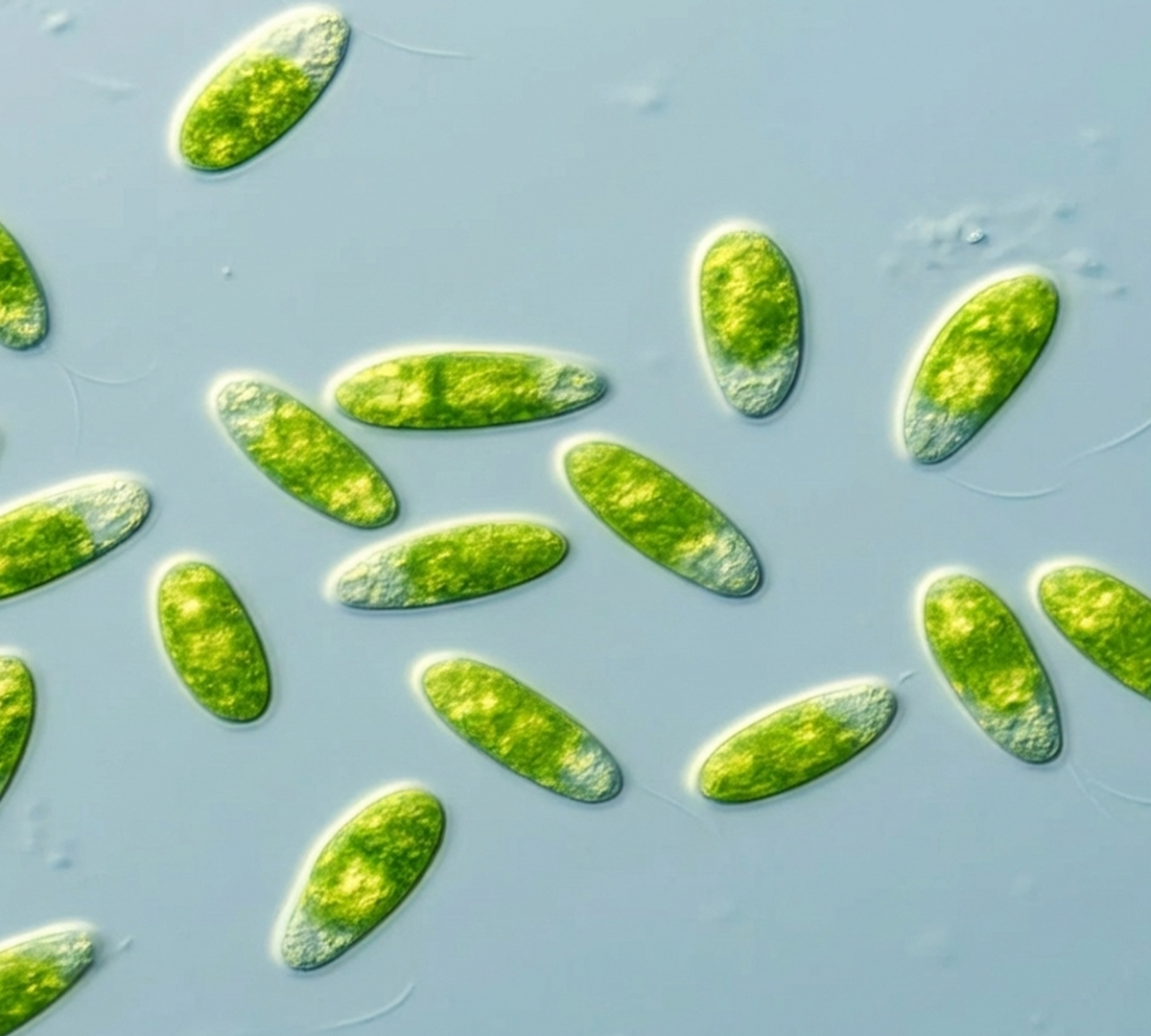 Dunaliella Salina Algae