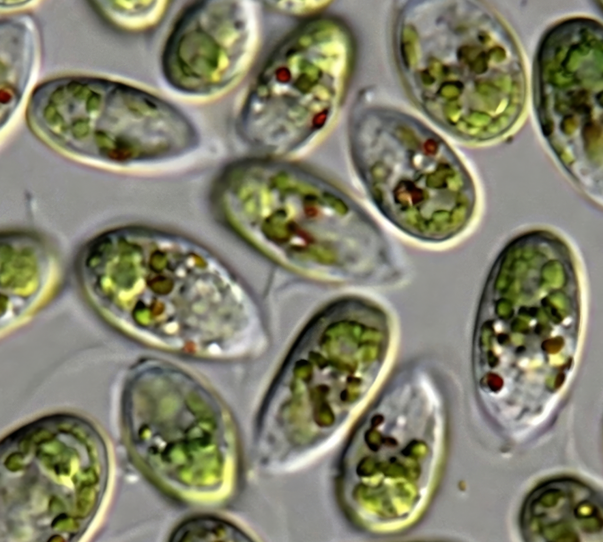 Halobacteria salinarum