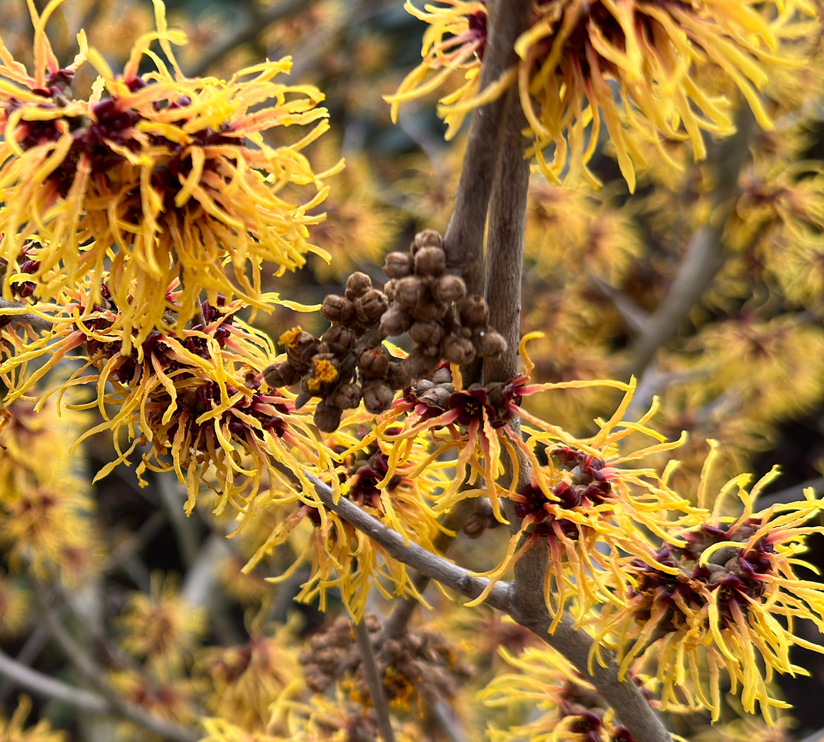 Hamamelis