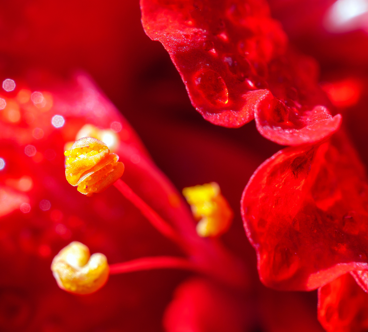 Hibiscus