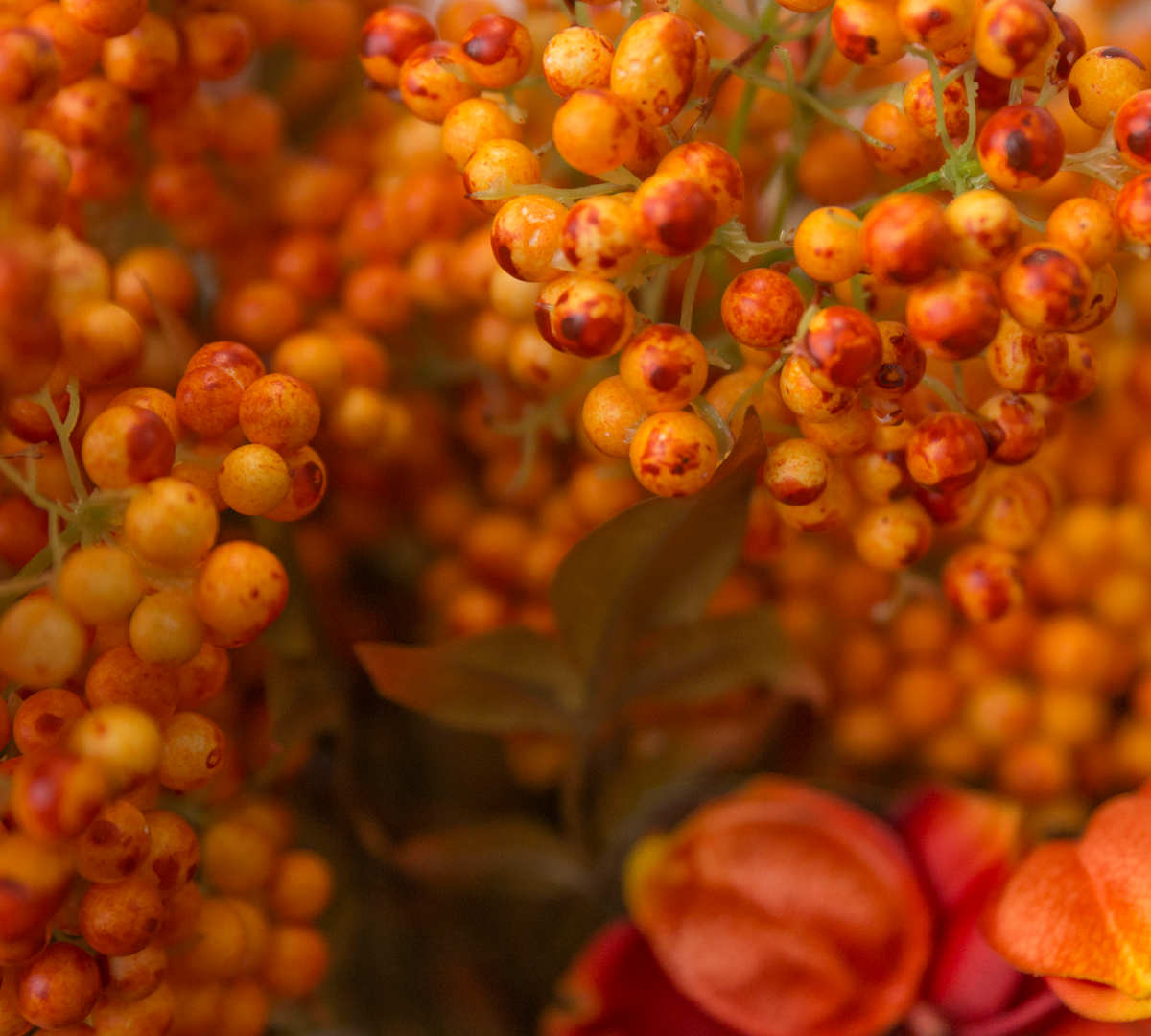 Hippophae Oil