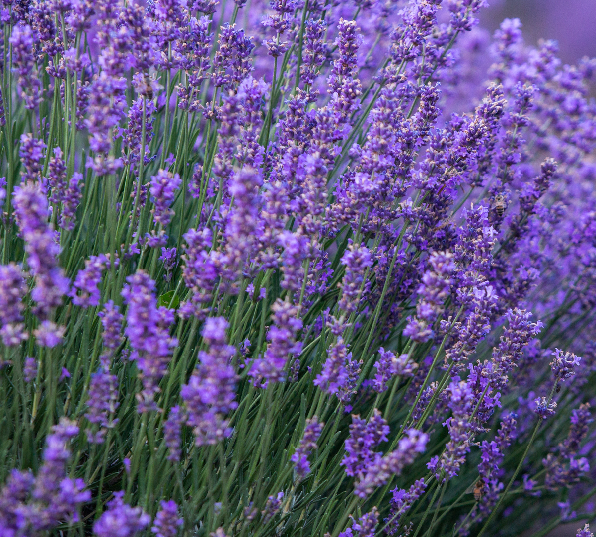 Lavender Oil