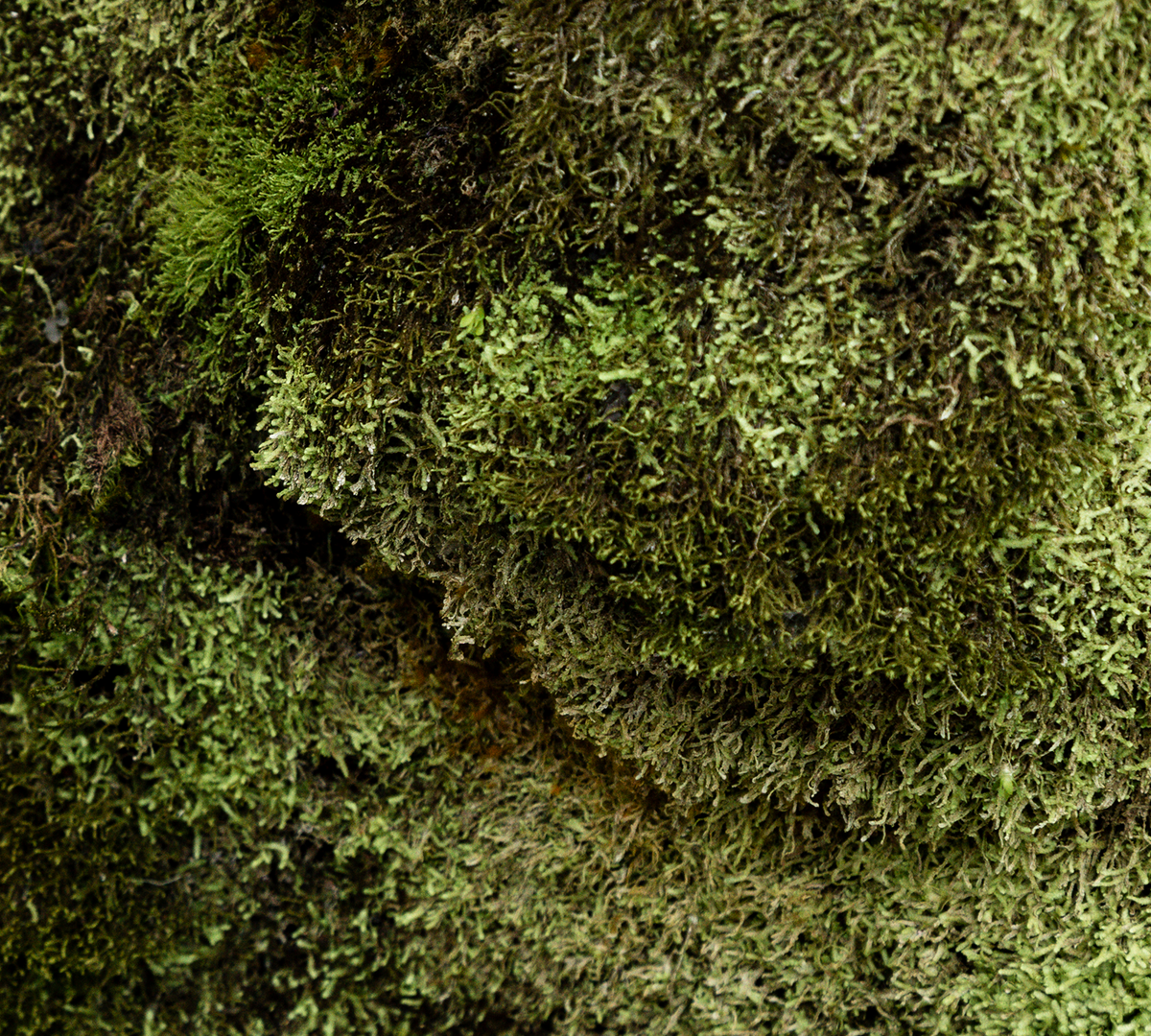 Moss