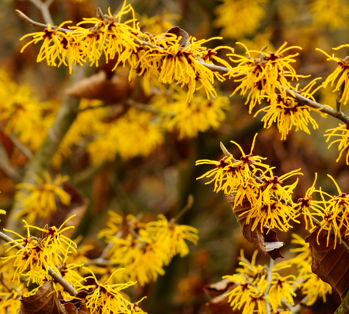 Witch Hazel