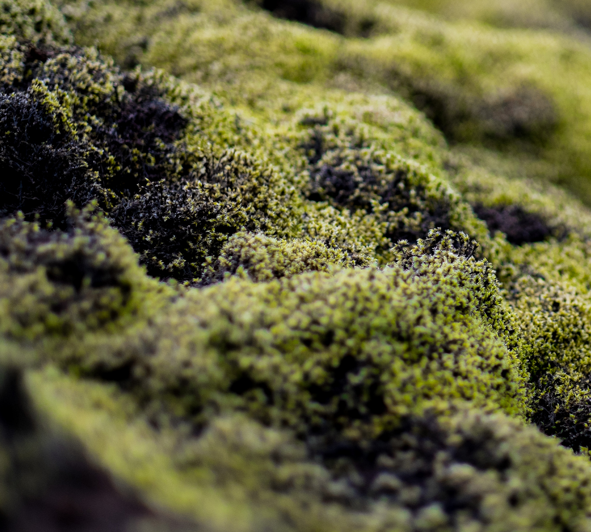 Iceland Moss